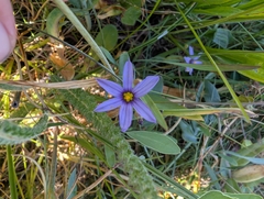 Sisyrinchium idahoense, photograph (c) Simone Littledale, some rights reserved (CC BY)