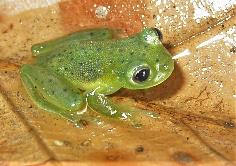 Rita's Glassfrog