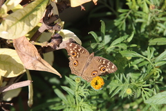 Junonia lemonias
