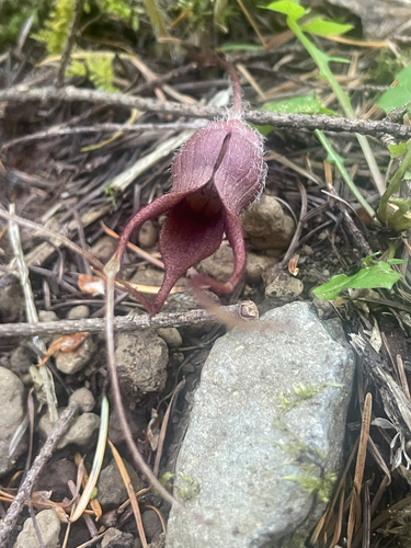 Western Wild Ginger