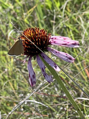 Prairie Arogos Skipper