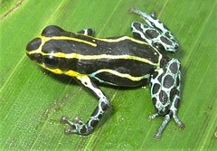 Ranitomeya variabilis