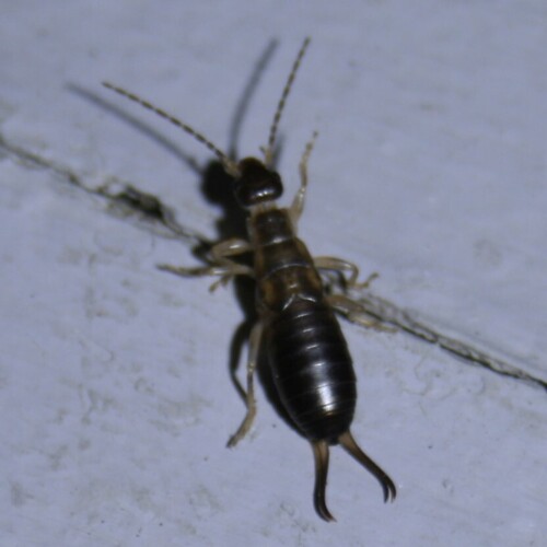 Western Earwig