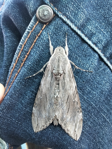 Convolvulus Hawkmoth