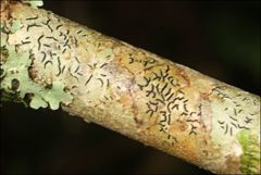 Halegrapha mucronata