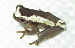 Dendropsophus bifurcus