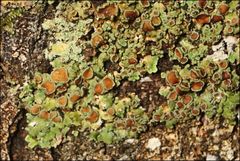 Psoroma asperellum