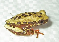 Dendropsophus reticulatus