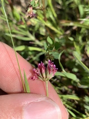 Trifolium gracilentum