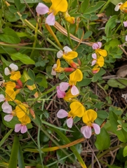 Hosackia gracilis