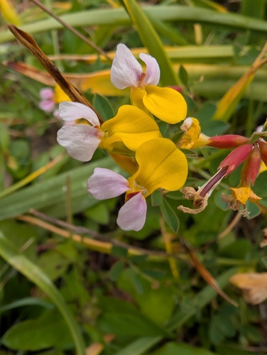 Hosackia gracilis, photograph 2