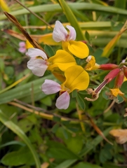 Hosackia gracilis, photograph (c) Simone Littledale, some rights reserved (CC BY)