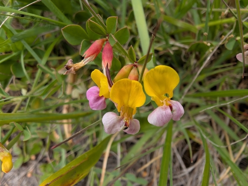 Hosackia gracilis, photograph 3