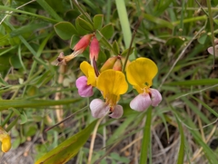 Hosackia gracilis, photograph (c) Simone Littledale, some rights reserved (CC BY)
