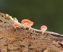 Mycena roseoflava