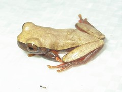 Dendropsophus reticulatus