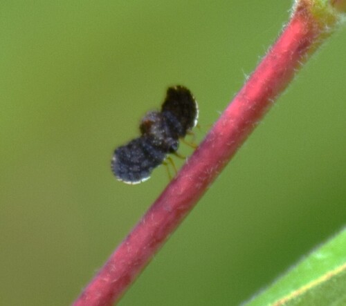 Eutreta rotundipennis photo 5