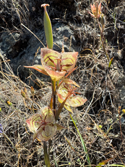 (c) wildflowerwatching, some rights reserved (CC BY) Calochortus tiburonensis, photograph (c) wildflowerwatching, some rights reserved (CC BY)