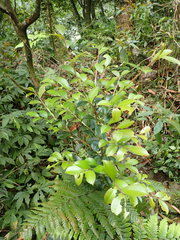 Theaceae