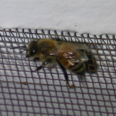 Bee
