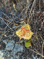 (c) wildflowerwatching, some rights reserved (CC BY) Calochortus tiburonensis, photograph (c) wildflowerwatching, some rights reserved (CC BY)