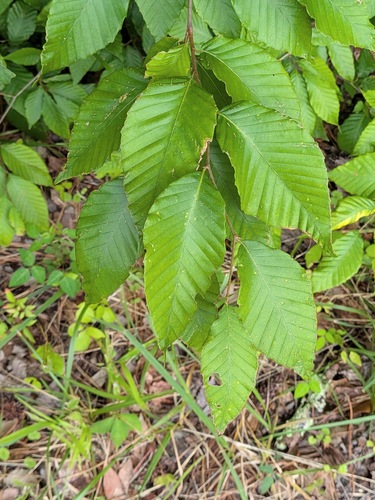 American beech