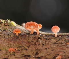 Mycena roseoflava