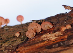 Mycena roseoflava