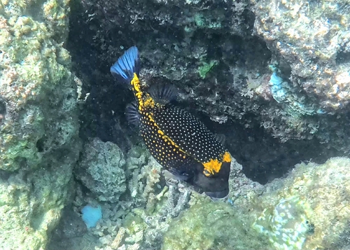 Spotted Boxfish — seen at this dive site