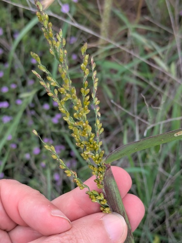 Urochloa fusca, photograph 6