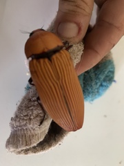 Temognatha aquilonia