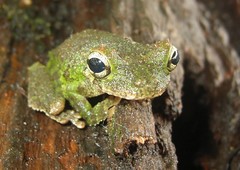 Osteocephalus cabrerai