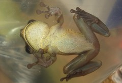 Osteocephalus planiceps