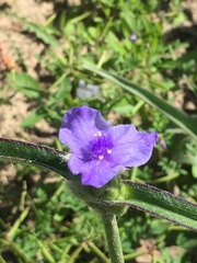 Tradescantia reverchonii