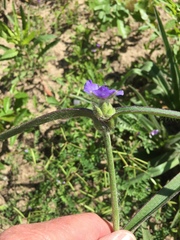 Tradescantia reverchonii