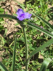 Tradescantia reverchonii