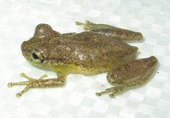 Scinax cruentomma