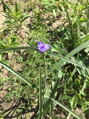 Tradescantia reverchonii