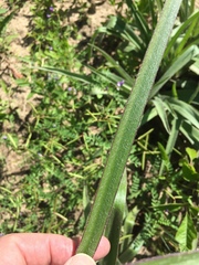 Tradescantia reverchonii