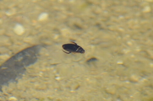 Thermonectus basillaris photo 5