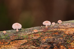 Mycena roseoflava