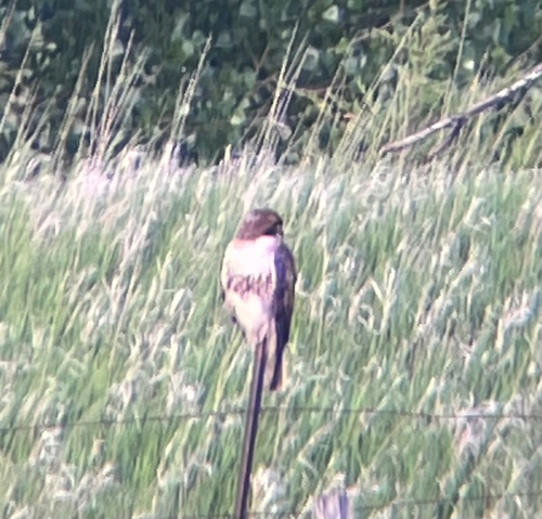 Red-tailed Hawk