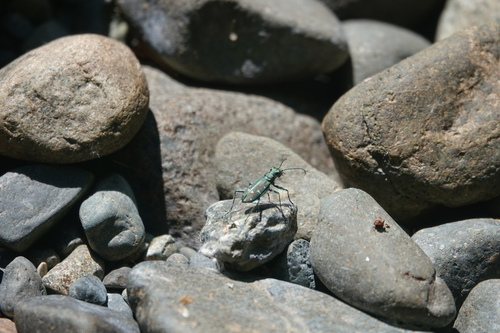 Western Tiger Beetle