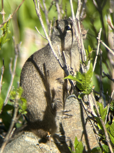 Uinta Ground Squirrel observed by ethan1616