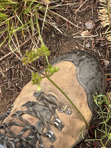 Lomatium geyeri observed 2026-05-29
