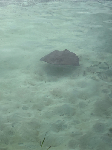 Southern Stingray