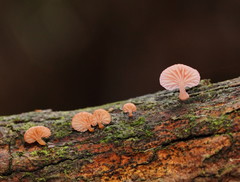 Mycena roseoflava