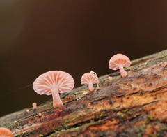 Mycena roseoflava
