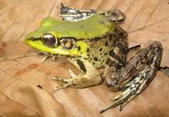Lithobates palmipes