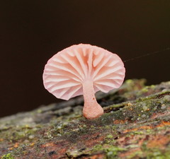Mycena roseoflava